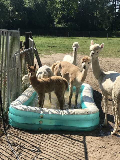 alpaca's in het zwembadje